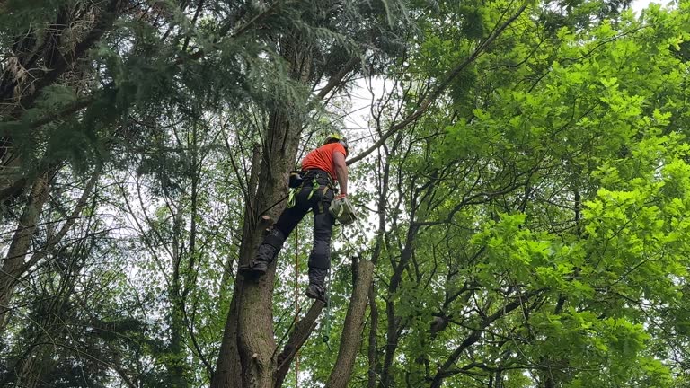 Trusted Mathews, LA Tree Care  Experts