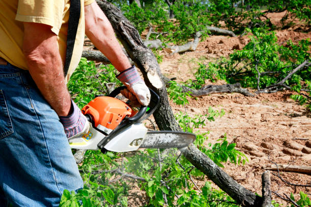 How Our Tree Care Process Works  in  Mathews, LA